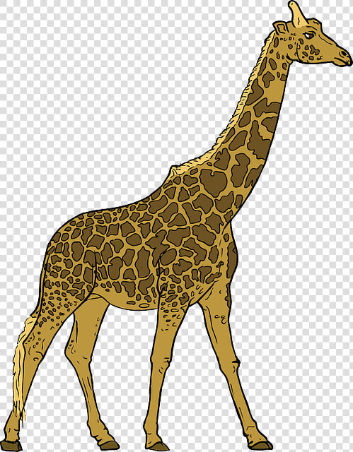 Animals  Outline  Drawing  Cartoon  Giraffe  Mammal   Walking Giraffe Clipart  HD Png DownloadTransparent PNG