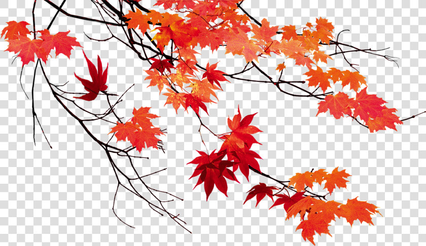 Autumn Leaf Color Maple Leaf   Fall Leaves Transparent Background  HD Png DownloadTransparent PNG