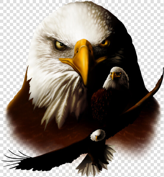 Transparent Patriotic Bald Eagle Clipart   Beautiful Eagle Head Png  Png DownloadTransparent PNG