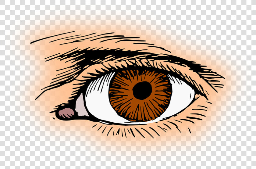 Brown  Eye  Eyelash  Optic  Optical  Organ  Vision  HD Png DownloadTransparent PNG