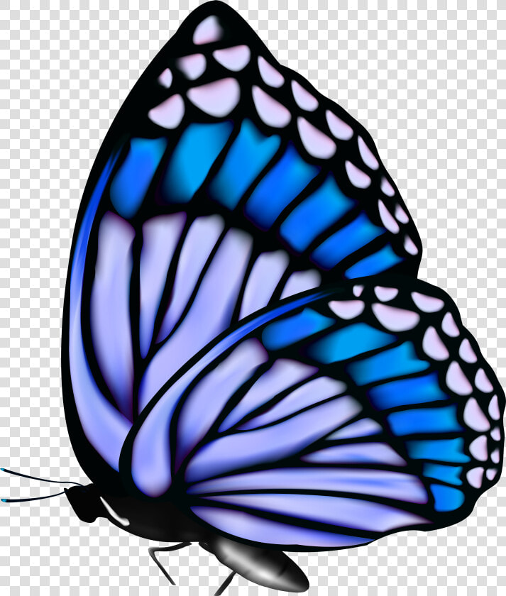 Butterflies Png Butterfly   Blue Butterfly Gif Png  Transparent PngTransparent PNG