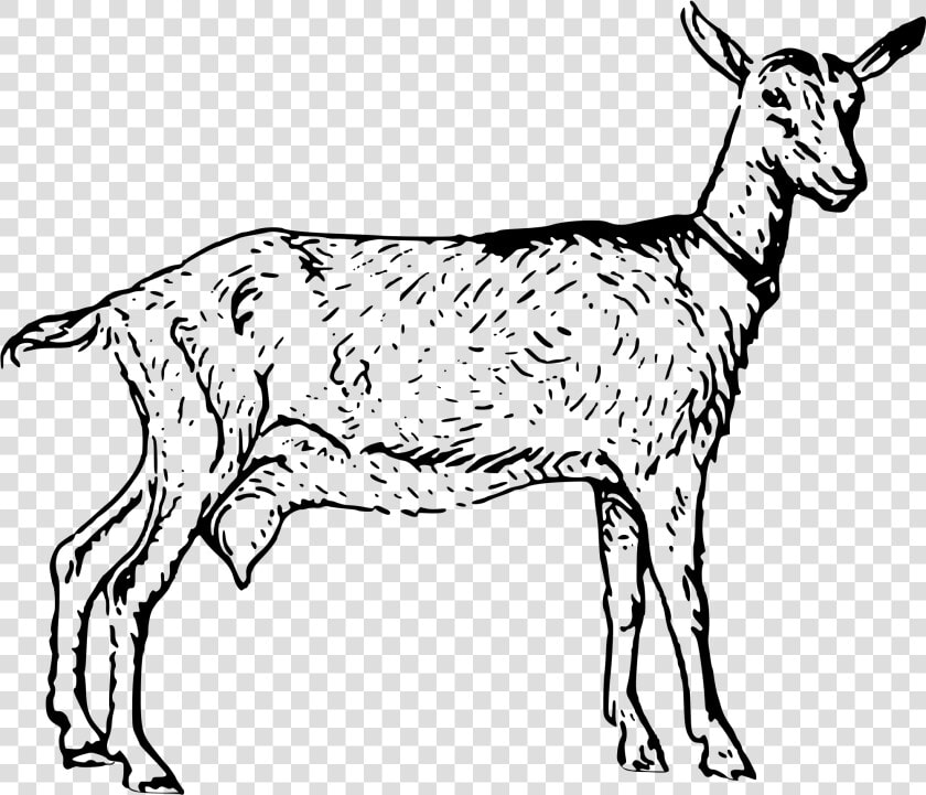 Collection Of Free Goat Drawing Stoner Download On   Goat Black And White Clip Art Transparent  HD Png DownloadTransparent PNG