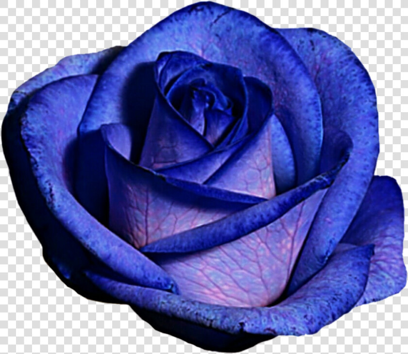 Blue And Purple Flower Clipart Clip Art Free Stock   Blue Rose  HD Png DownloadTransparent PNG