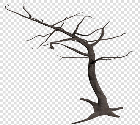 Tree  Isolated  Dead Plant  Weathered  Old  Morsch    Tree Transparent Background With Branches  HD Png DownloadTransparent PNG