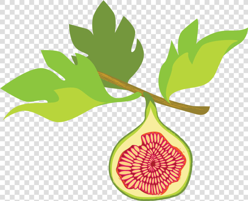 Fig Illustration   Fig Tree Clipart  HD Png DownloadTransparent PNG