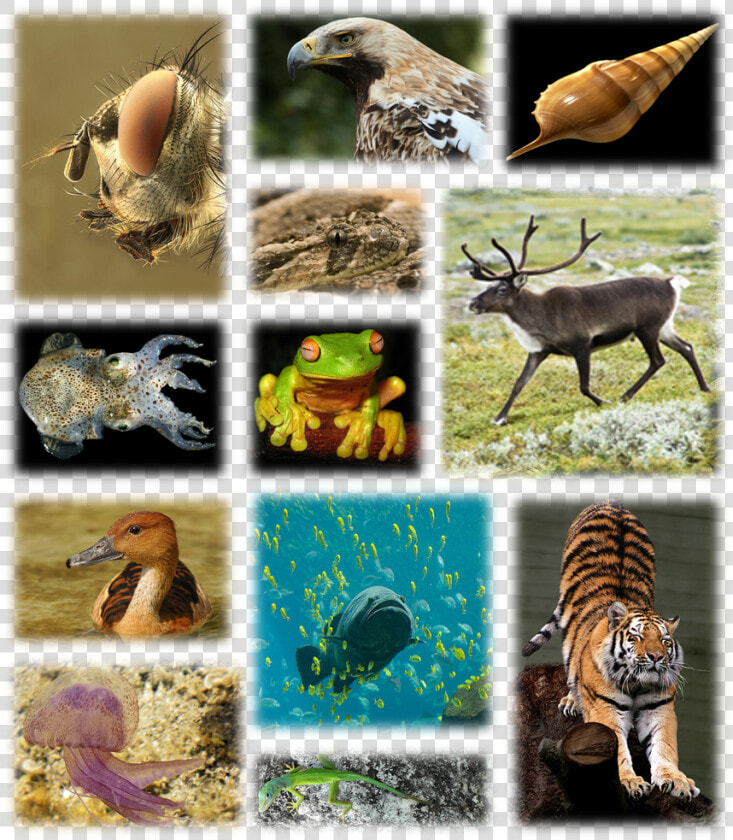 Species Biodiversity  HD Png DownloadTransparent PNG