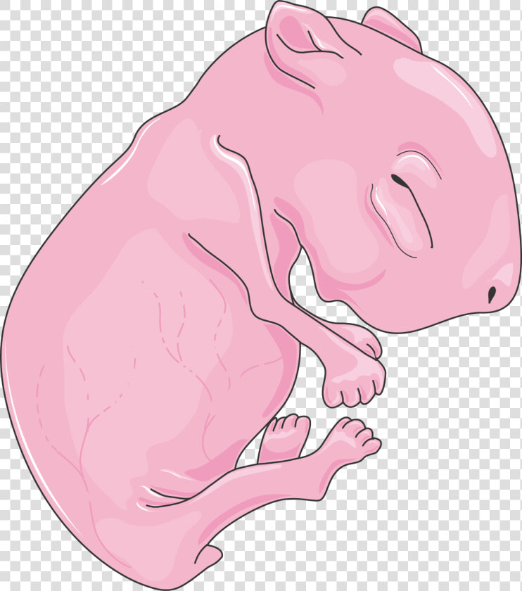 Transparent Rat Clip Art   Neonatal Rat  HD Png DownloadTransparent PNG