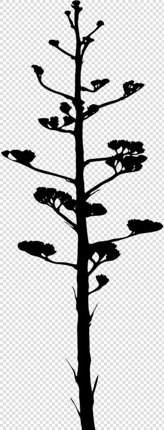 Arbol De La Pita  HD Png DownloadTransparent PNG