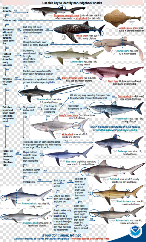 Shark Identification Chart  HD Png DownloadTransparent PNG