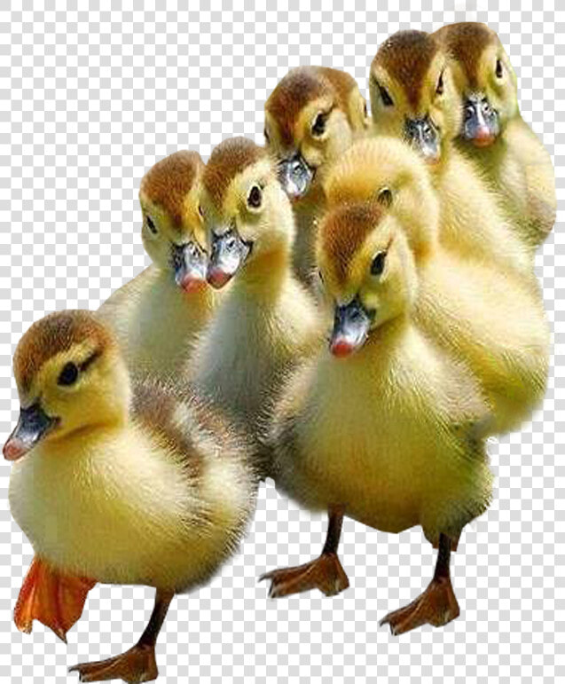 Ducklings Transparent Image Bird Image   Ducklings With Transparent Background  HD Png DownloadTransparent PNG