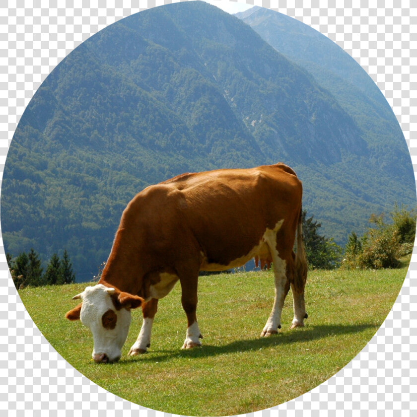 Grazing   Dairy Cow  HD Png DownloadTransparent PNG