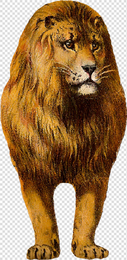 Free Digital Lion Clip Art Animal Graphic Front   Lion  HD Png DownloadTransparent PNG