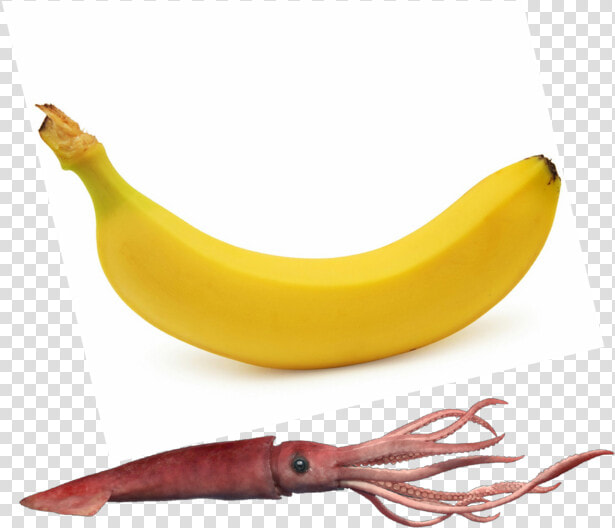 Saba Banana  HD Png DownloadTransparent PNG