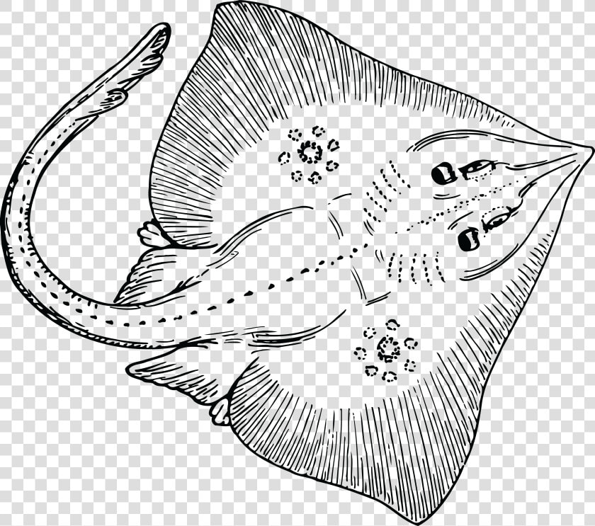 Manta Ray Clipart Transparent   Stingray Clipart Black And White  HD Png DownloadTransparent PNG