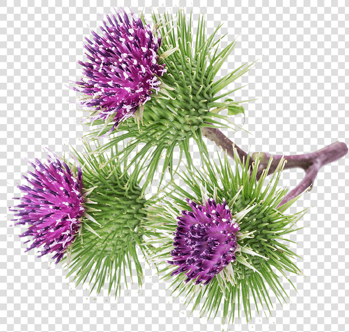 Greater Burdock   Bardana Png  Transparent PngTransparent PNG