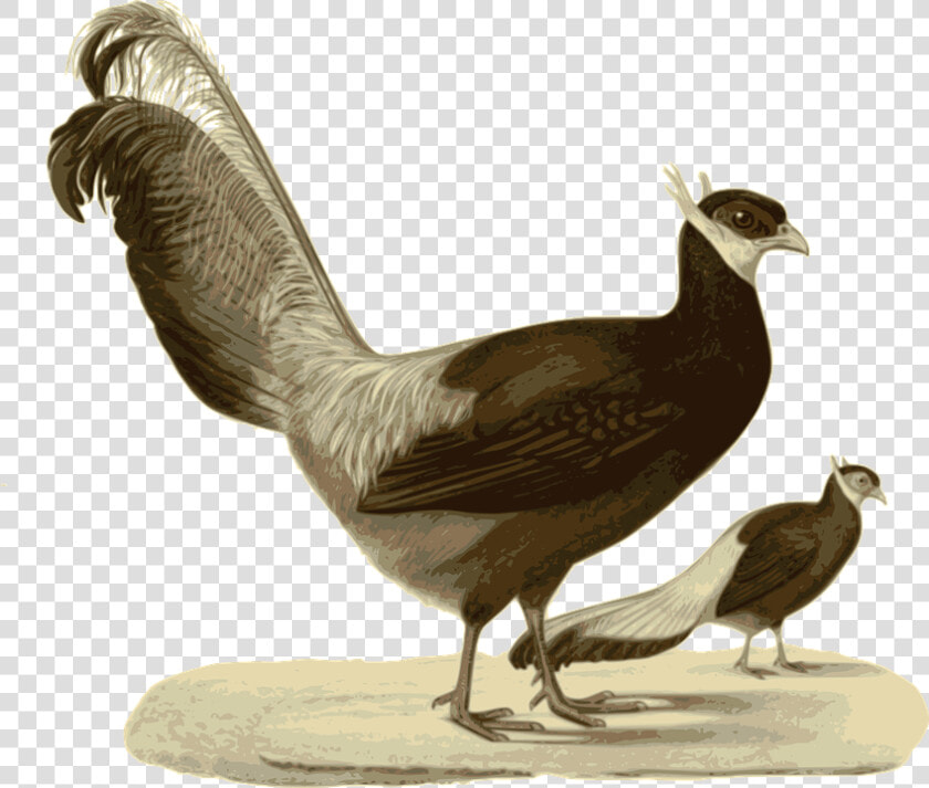 Pheasant  Standing  Walking  Bird  Feathers  Animal   Blue Eared Pheasant  HD Png DownloadTransparent PNG