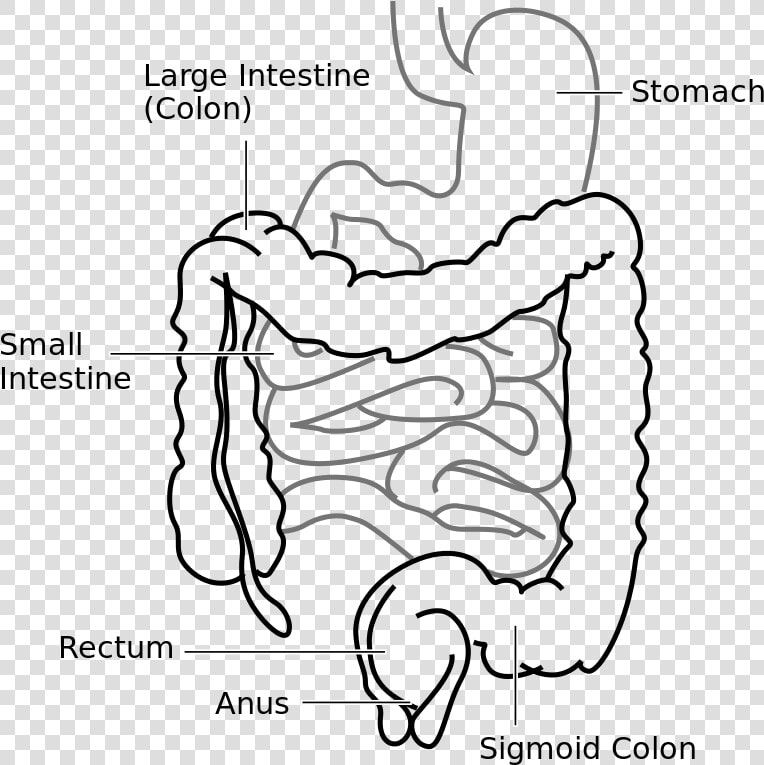 Large Intestine And Small Intestine Diagram   Png Download   Large Intestine In A Rat  Transparent PngTransparent PNG