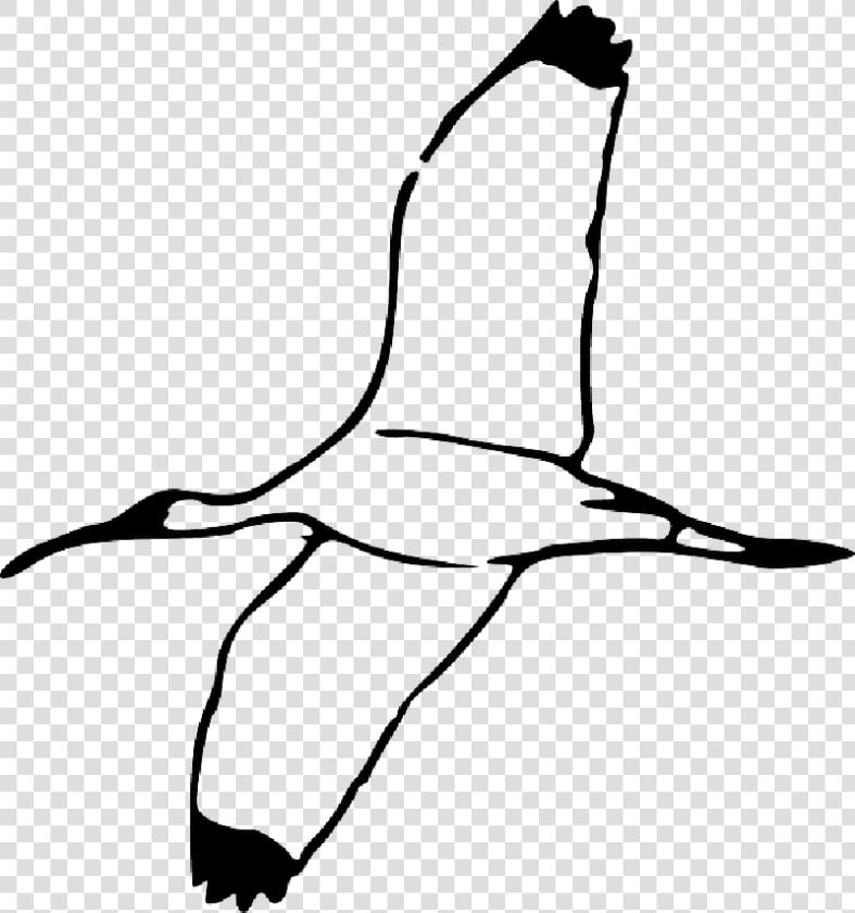 Drawing  Bird  Wing  Fly  Flying  Book  Wood  Wings   Scarlet Ibis Bird Outline  HD Png DownloadTransparent PNG