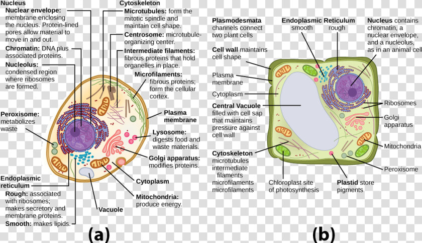 This Illustration Shows A Typical Eukaryotic Animal   Plant Cell Cytoskeleton Clipart  HD Png DownloadTransparent PNG