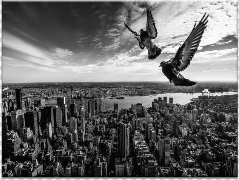 Pigeons On The Empire State Building   Monochrome  HD Png DownloadTransparent PNG