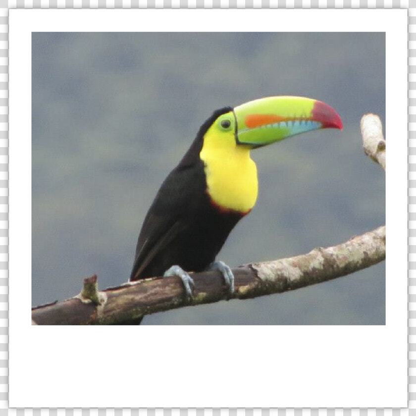 Tucan Img   Toucan  HD Png DownloadTransparent PNG