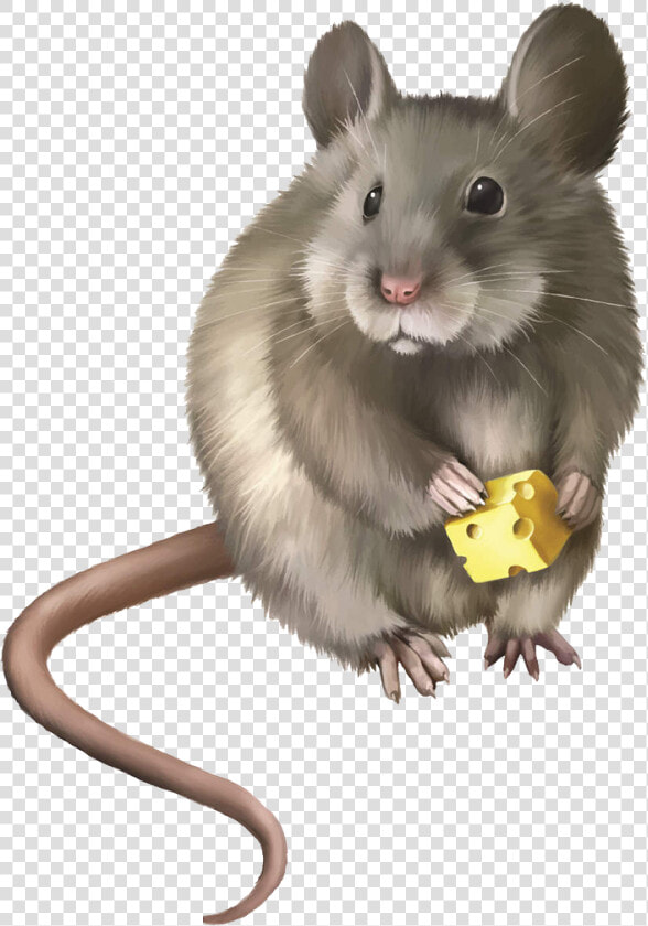 Mice Clipart Rodent   Realistic Mouse Clipart  HD Png DownloadTransparent PNG