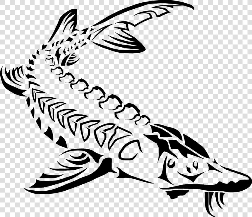 Sturgeon Drawing Transparent Png Clipart Free Download   Sturgeon Clipart  Png DownloadTransparent PNG