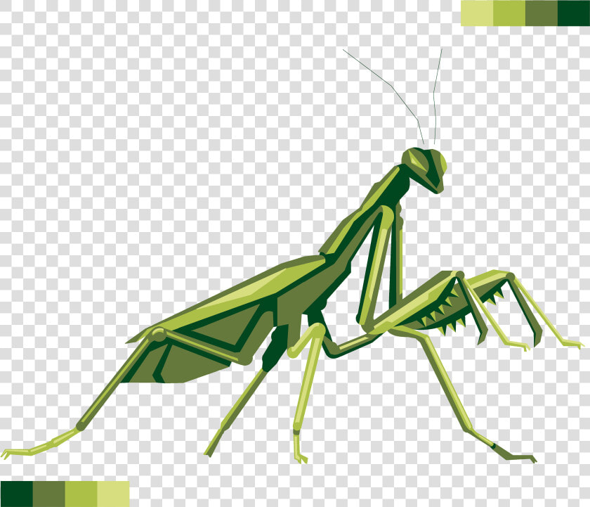 Mantis   Transparent Praying Mantis Png  Png DownloadTransparent PNG