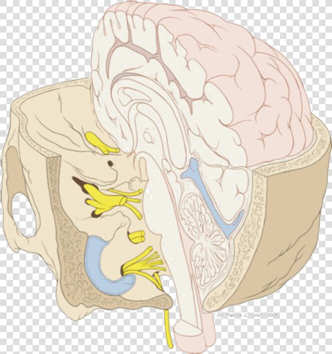 Nervous System Png  Transparent PngTransparent PNG