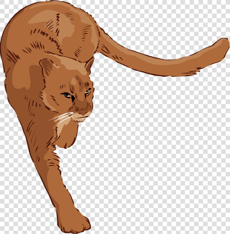 Free Lion Clipart   Cougar Clipart Free  HD Png DownloadTransparent PNG