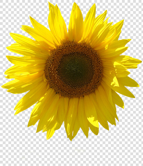 Girasol  Aislado  Fondo Transparente  Cerrar  Sun   Sunflower  HD Png DownloadTransparent PNG