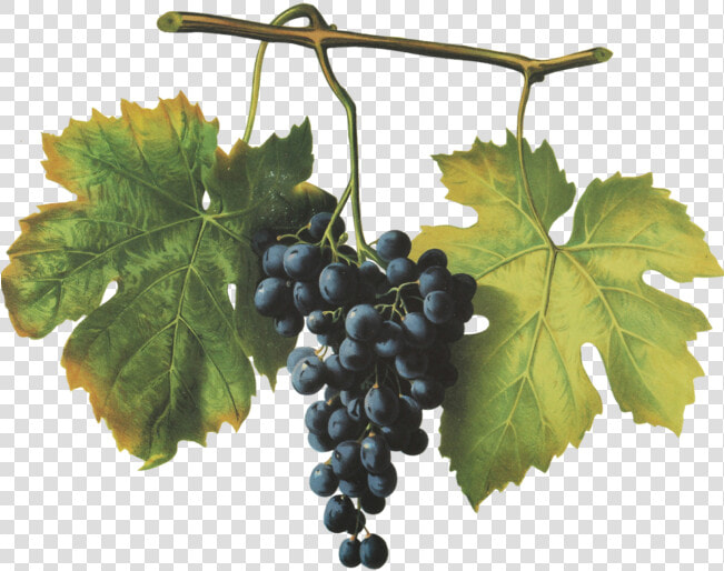 Barbera   Seedless Fruit  HD Png DownloadTransparent PNG