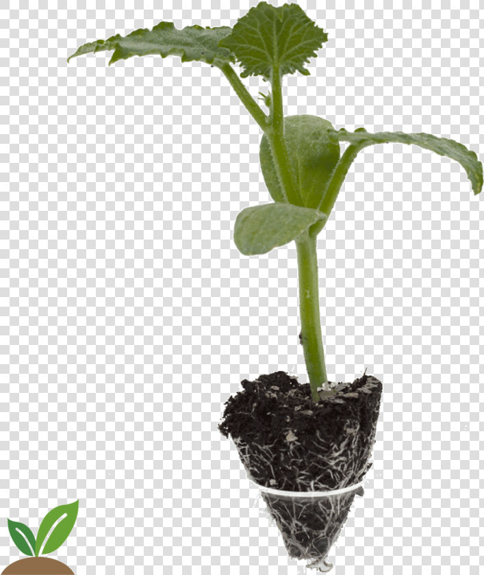 Pepino Edona cepellon Grande   Planta Del Pepino Png  Transparent PngTransparent PNG