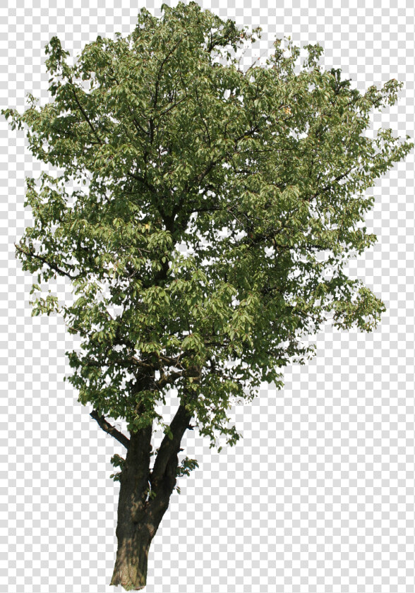 Beech Tree Png  Transparent PngTransparent PNG