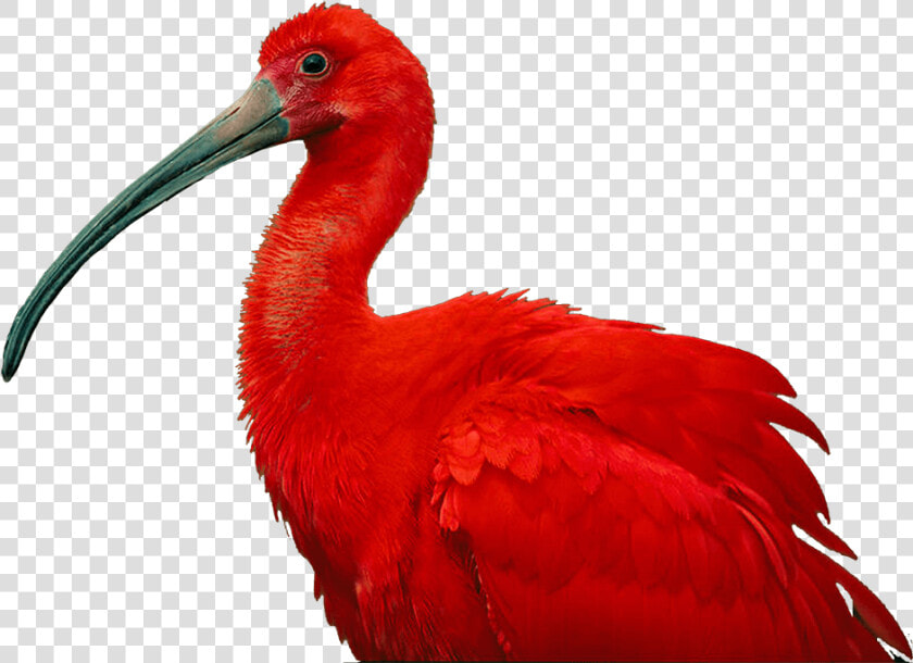 Trinidad Coat Of Arms Png   Scarlet Ibis Of Trinidad And Tobago  Transparent PngTransparent PNG