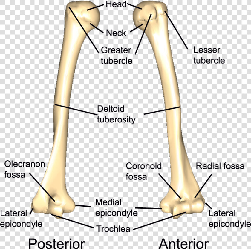 Left Humerus  HD Png DownloadTransparent PNG