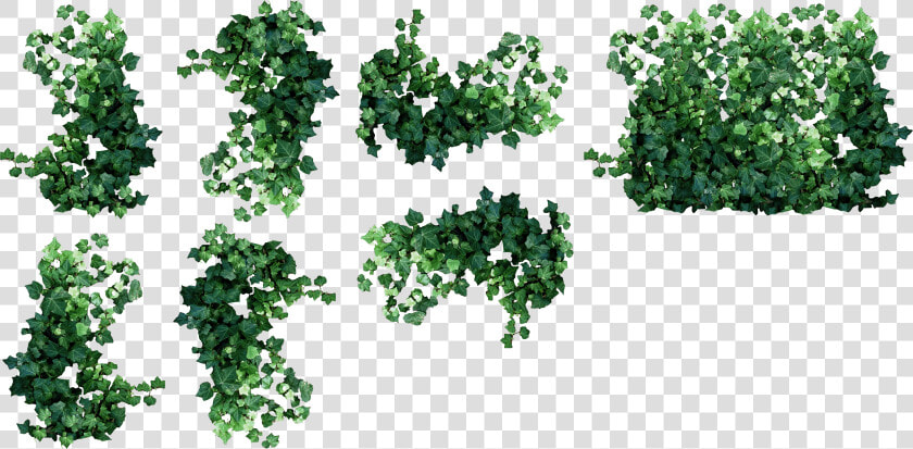 Ivy Clipart Watermelon Vine   Hanging Plants Plan View  HD Png DownloadTransparent PNG