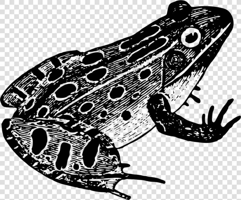 Northern Leopard Frog toad true Frog   Black And White Frog Png  Transparent PngTransparent PNG