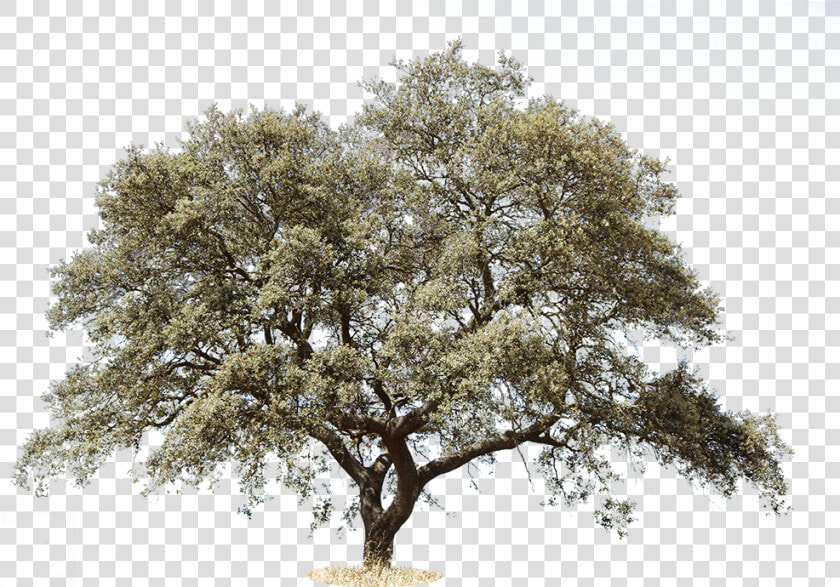 Mediterranean Trees  HD Png DownloadTransparent PNG