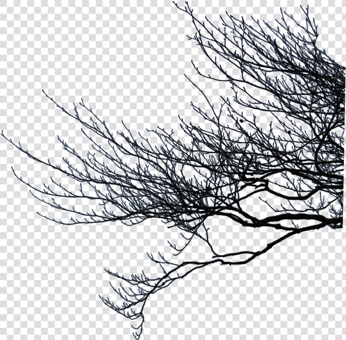  branch  twig  stick  tree  trees  forest  ftestickers   Tree Branches Transparent Background  HD Png DownloadTransparent PNG