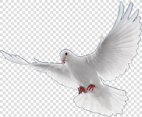  dove  bird  pngs  png  lovely Pngs  usewithcredit   Flying Birds Png Hd  Transparent PngTransparent PNG