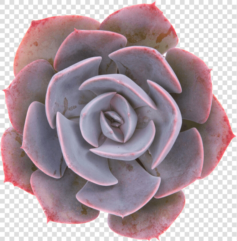 Echeveria Dusty Rose  HD Png DownloadTransparent PNG