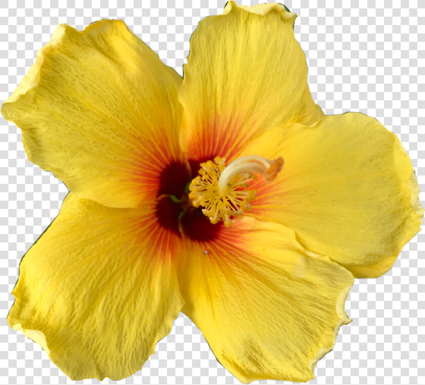 Hawaiian Hibiscus   Png Download   Hawaiian Hibiscus  Transparent PngTransparent PNG