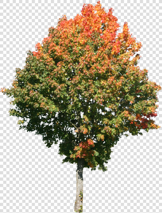 Tree Png High Resolution   High Res Tree Png  Transparent PngTransparent PNG