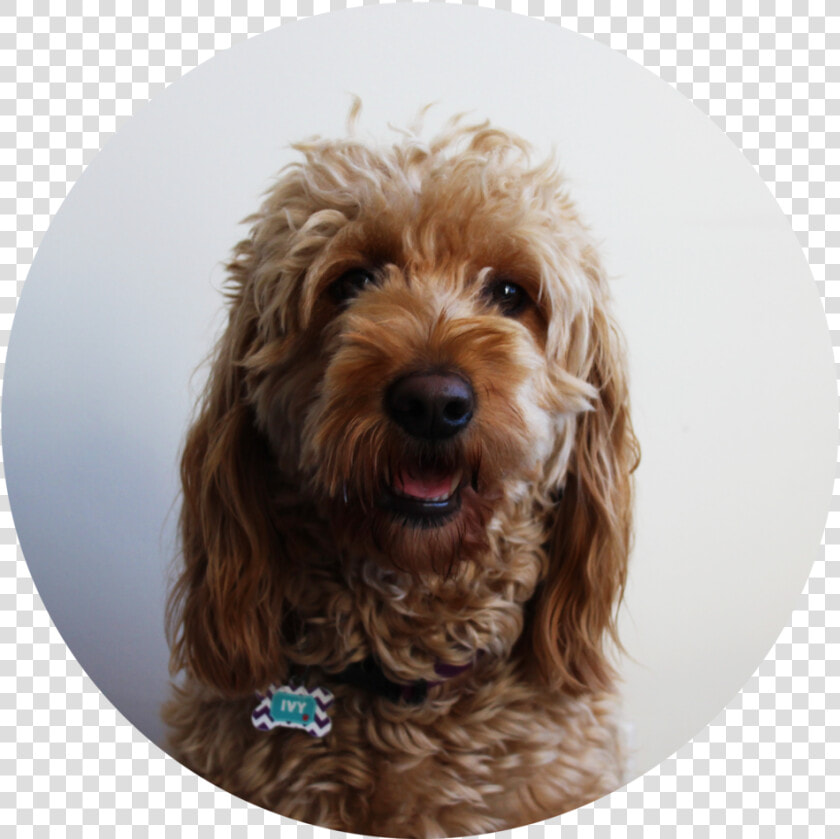 Ivybio   Labradoodle  HD Png DownloadTransparent PNG