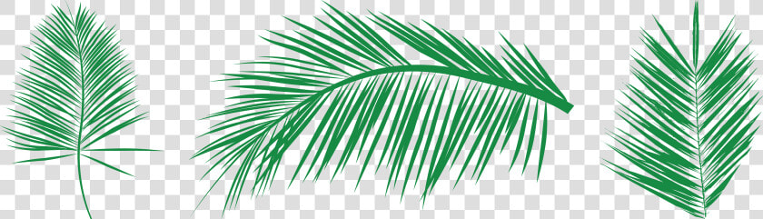 Transparent Needle And Thread Clipart   Free Vectors Palm Leaf  HD Png DownloadTransparent PNG