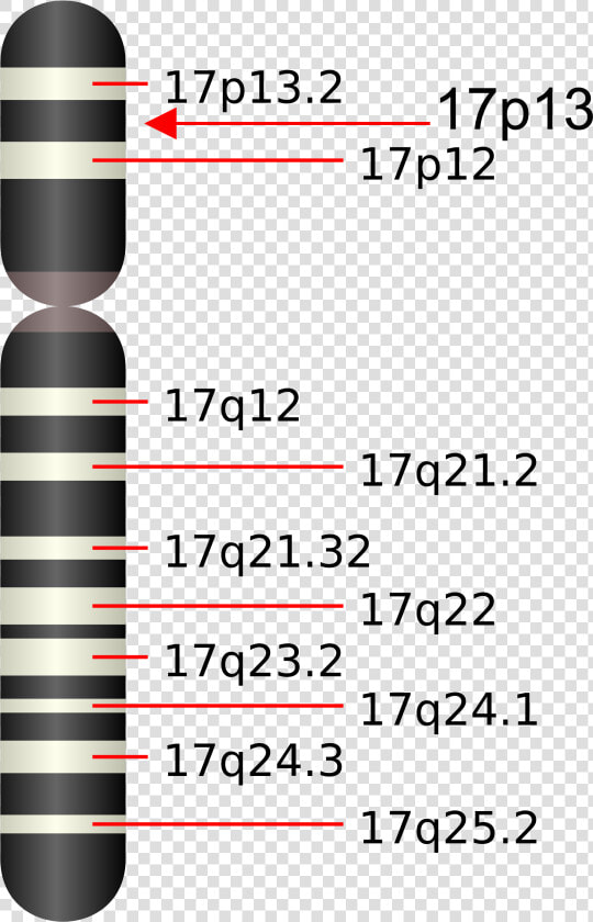 Chromosome 17q25  HD Png DownloadTransparent PNG