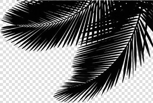 Transparent Palm Leaf Png Image   Attalea Speciosa  Png DownloadTransparent PNG