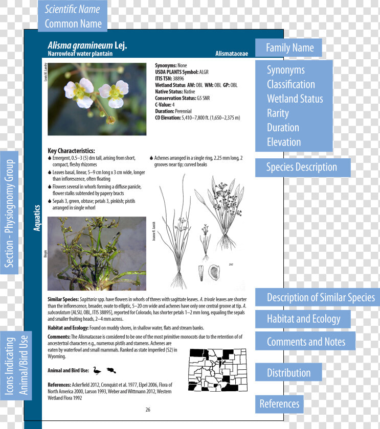 Identification Guide To Common Wetland Plants  HD Png DownloadTransparent PNG