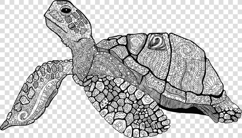 Floral Line Art Big   Line Art Turtle Png  Transparent PngTransparent PNG